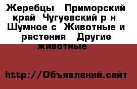 Жеребцы - Приморский край, Чугуевский р-н, Шумное с. Животные и растения » Другие животные   